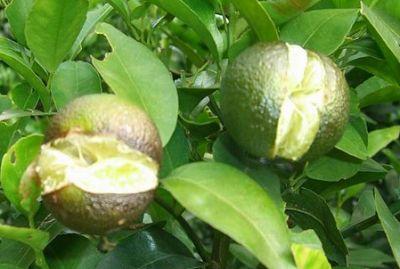 果實(shí)到底為什么會(huì)裂果，原因居然是這些！